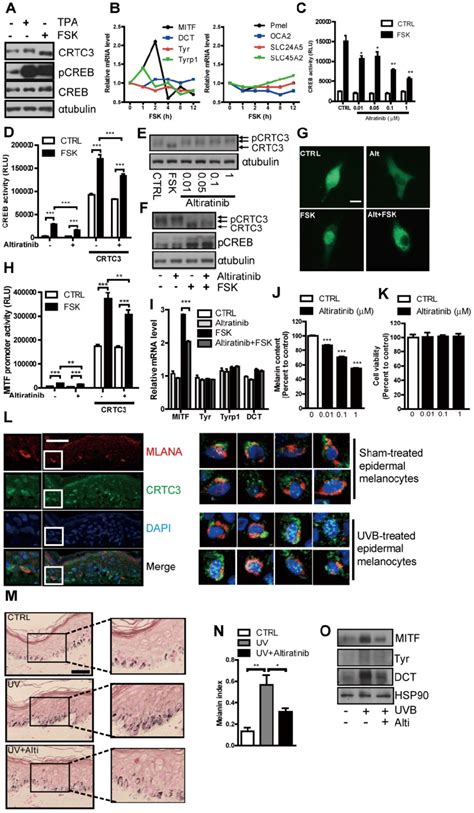 Suppression Of CAMP Or UVB Induced Melanogenesis In Human Melanocytes