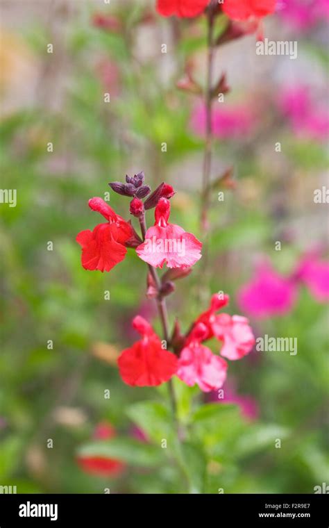 Salvias border Banque de photographies et dimages à haute résolution