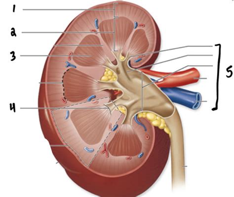 Phys Exam Renal Flashcards Quizlet