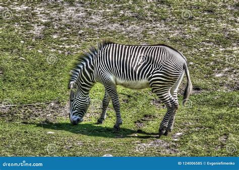 Zebra grazing in savanna stock image. Image of feeding - 124006585