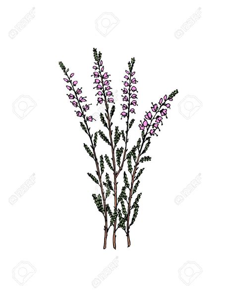 Hand Drawn Heather Isolated On White Background Stock Vector