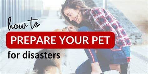 How To Prepare Your Pet For Disasters Plan For Awesome