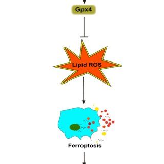 Galangin Gal Stimulated The Nrf Gpx Pathway To Inhibit Ferroptosis