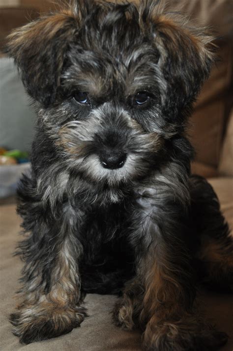 Baby Bella Mini Schnoodle Taken By Ktomic Mini Schnoodle Schnoodle