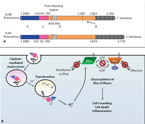 Clostridium Difficile Toxins Mediators Of Inflammation Semantic Scholar