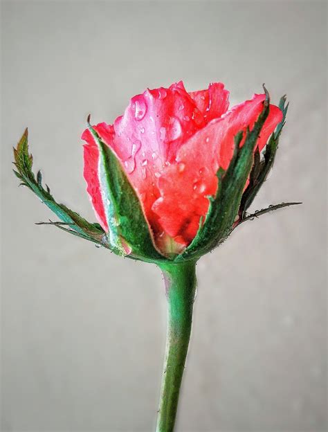 Water Droplets On Rose Flower Pixahive