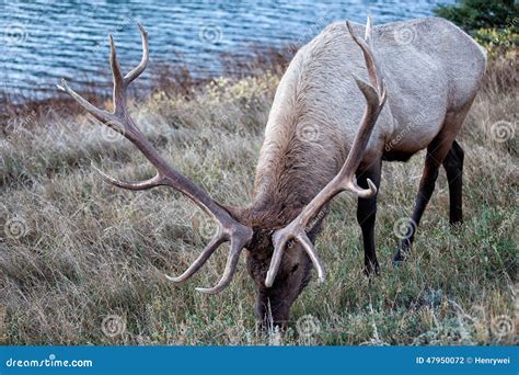 Bull Elk Stock Photo Image Of Banff Elks Wildlife 47950072