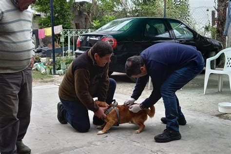 Campaña De Vacunación Y Desparasitación Más De 50 Mascotas Fueron Vacunadas Y Medicadas