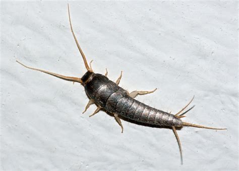 Silverfish | All Species Wiki | Fandom