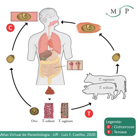 Ciclo De Vida Taenia Solium