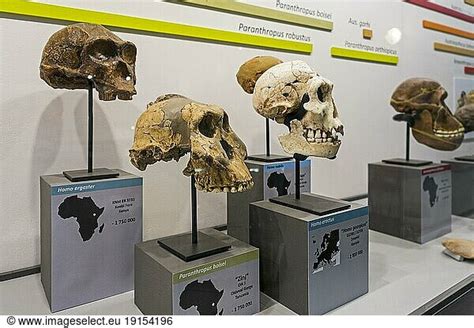 Collection Of Prehistoric Homininae Skull Replicas Collection Of