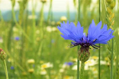 Cornflower Symbolism & Flower Meaning (Patience & Romance)