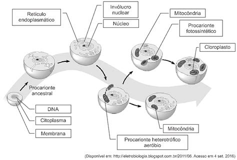 Quest O Upf Biologia Citoplasma Respondida E Comentada