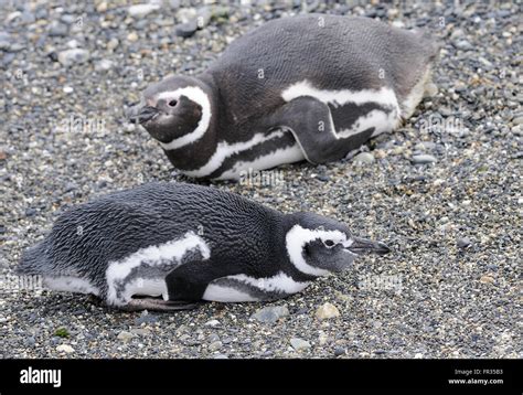 Magellanic Penguins (Spheniscus magellanicus) resting at their breeding ...