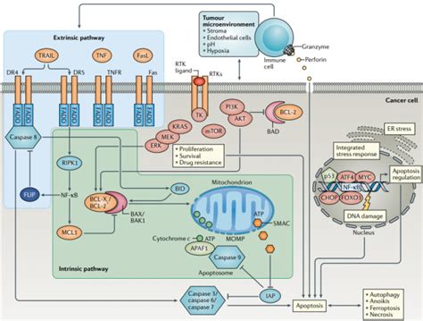 Apoptosis-Pathway - AnyGenes