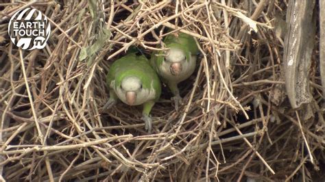 Monk Parakeets Build Giant Nests Youtube