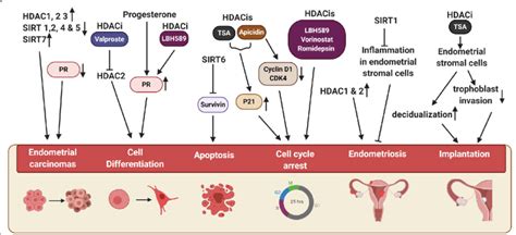 Potential effects of HDACs and HDAC inhibitors (HDACis) observed in... | Download Scientific Diagram