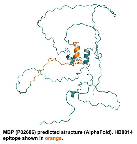 Anti Myelin Basic Protein Mbp Antibody Validab Mbp Oligodendrocyte