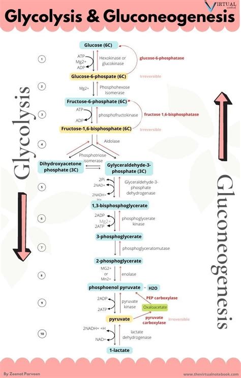 Gluconeogenesis Pathway Steps Substrate Regulations Biochemistry