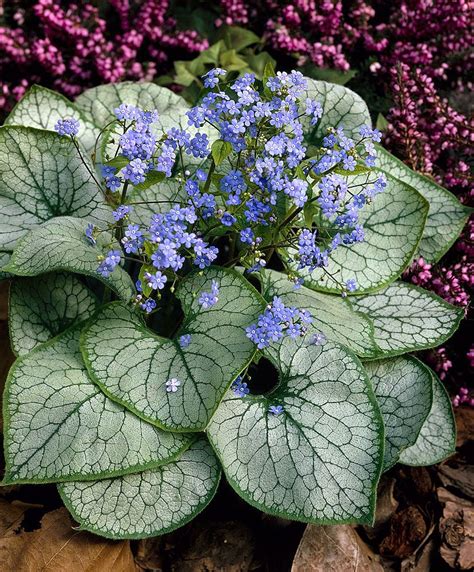 Siberian Bugloss 'Jack Frost' | Plants from Bakker Spalding Garden ...
