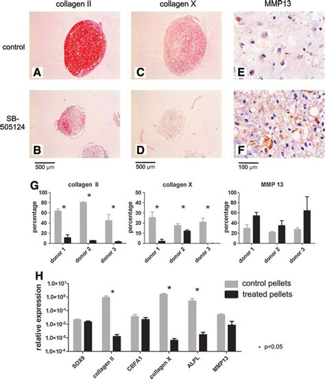 Immunohistochemistry And Gene Expression Of Msc Pellets At Day 35 Of