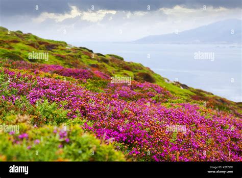 Fine Leaved Heath Plant At Ocean Coast Galicia Stock Photo Alamy