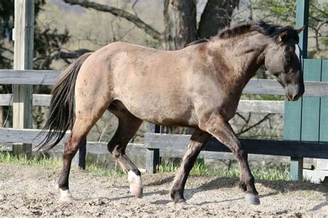 Stunning Grulla Mustang Gelding