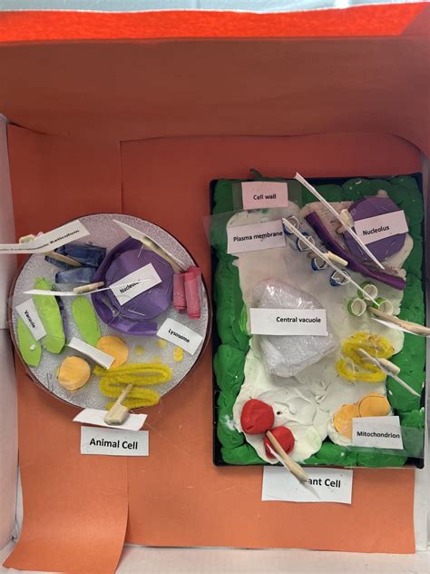 Plant Cell Project Ideas