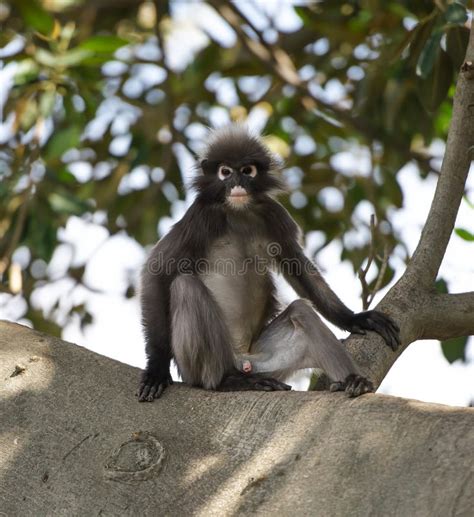 Dusky Leaf Monkey Stock Image Image Of Monkey Spectacled 40721129