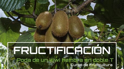 Poda de INVIERNO para la FRUCTIFICACIÓN del KIWI v 48 Fruticultura