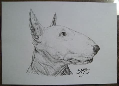 English Bull Terrier Drawing At Explore Collection