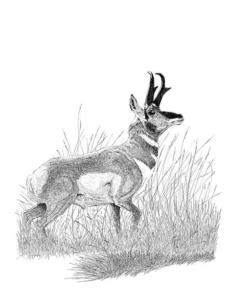 Pronghorn Drawing By Carl Genovese