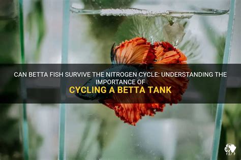 Can Betta Fish Survive The Nitrogen Cycle Understanding The Importance