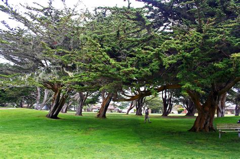 Grove Of Trees Free Stock Photo Public Domain Pictures