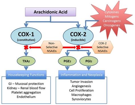 What Are Cyclooxygenase Cox And Its Inhibitors Boc Sciences