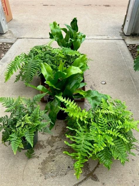 Fern Footed Asst Tri State Foliage In House Availability