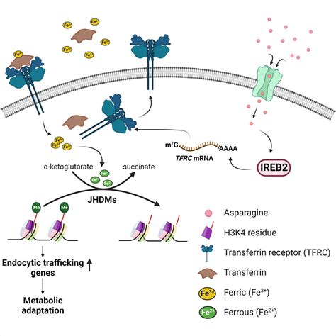 Asparagine Starvation Suppresses Histone Demethylation Through Iron