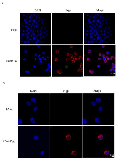 IJMS Free Full Text In Vivo Reversal Of P Glycoprotein Mediated