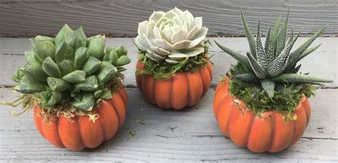 Ceramic Succulent Pumpkin Planter Fall Thanksgiving Decor Etsy