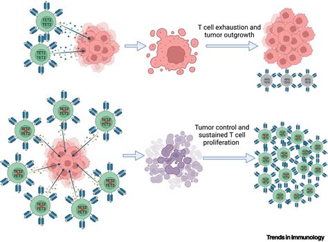 T Cell Tet2 Disruption Cuts The Breaks On Antitumor Car T Cell Therapy