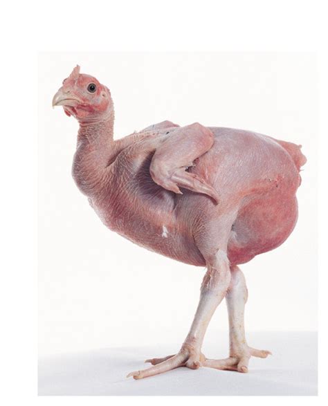 Genetically Modified Headless Chicken