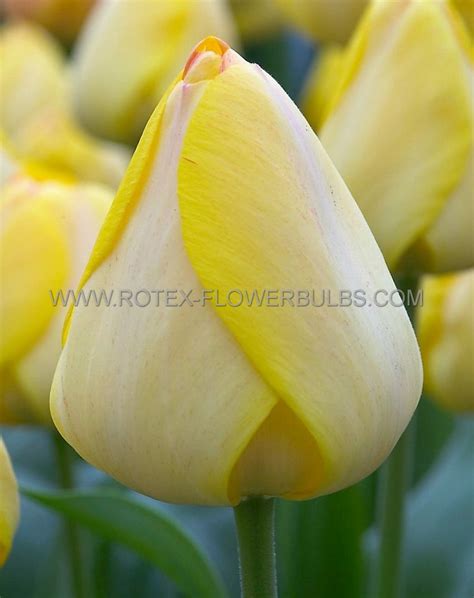 TULIPA DARWIN HYBRID GOLDEN APELDOORN 12 CM 100 LOOSE P BINBOX