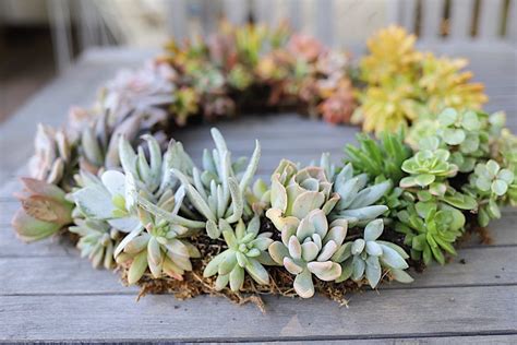 How To Make A Succulent Wreath Summer Wreath Diy Succulent Wreath