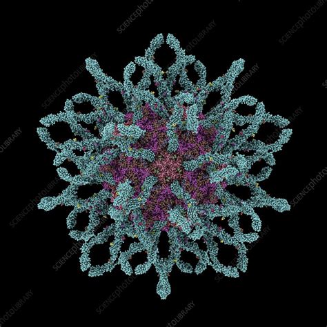 Coxsackie B Virus Particle Stock Image F Science Photo