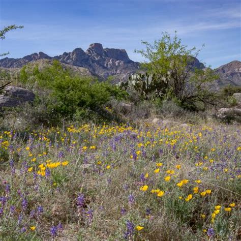 Guide to the Geology of the Santa Catalina Mountains, Arizona | AZGS