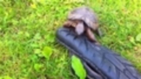 Turtle Humps Shoe Jukin Licensing