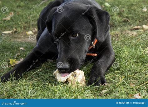 Perro Que Mastica Un Hueso Foto De Archivo Imagen De Campo 45251416