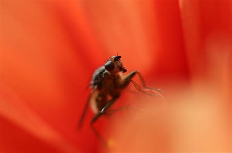 Free Images Flower Petal Fly Red Bug Fauna Invertebrate Close