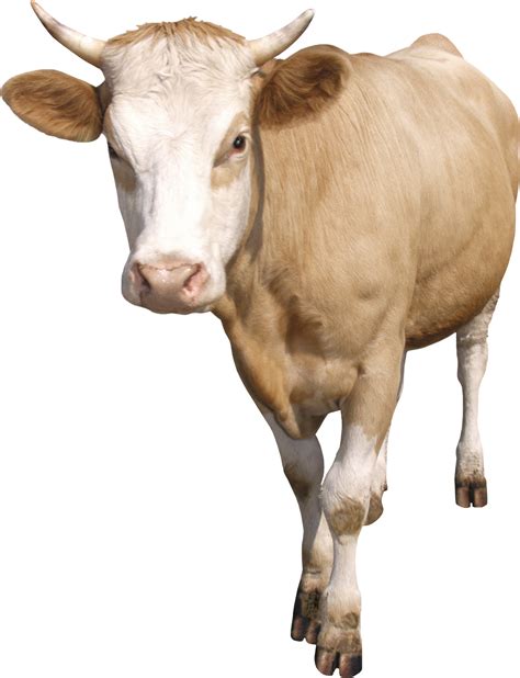 Vaca Imagen Png Vacas Gratis Png Imagen Descargar