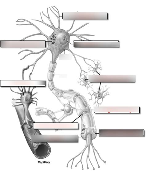 Neuron Labeling Diagram Quizlet